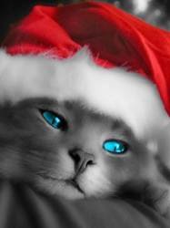 pic for Christmas Cat